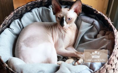 Wurfankündigungen Kitten 2 Benita von Valturi