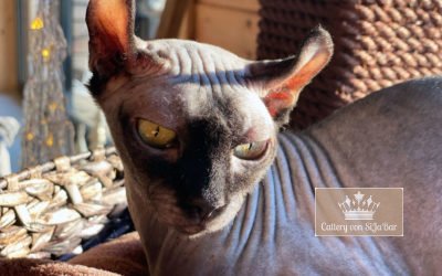 Katzen 6 Banu Von Ägyptische Magie