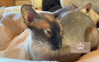 Katzen 2 Maffin Volshebny Zver