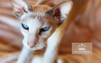 Katzen 3 She Dar Crystal