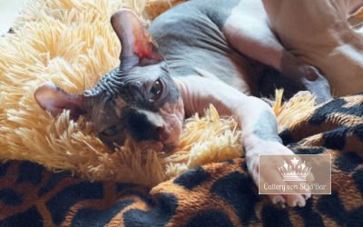 Katzen 4 South East Fratz