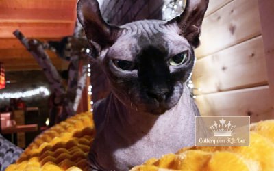 Wurfankündigungen Kitten 3 Banu von Ägyptische Magie