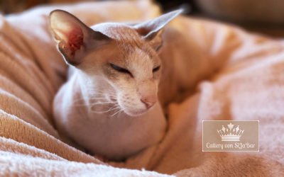 Wurfankündigungen Kitten 1 She Dar Crystal